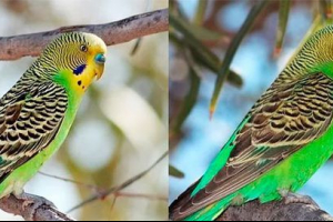 3 Sposoby, jak określić falista papuga podłogi na oku 3 Sposoby, jak określić falista papuga podłogi na oku